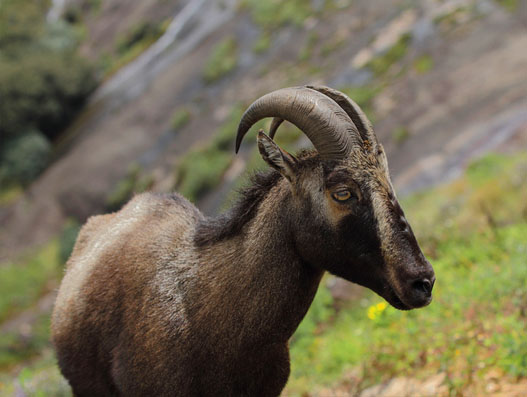 Nilgiri Tahr